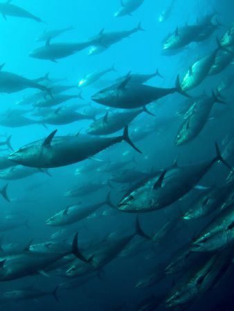 Schooling Bluefin Tuna at a Tuna farm near St Paul's Bay ... by Paul Colley 