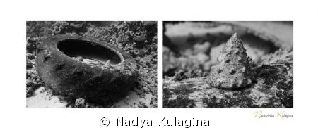 Off Dahab shore. A little cone-shaped shell (tectus denta... by Nadya Kulagina 
