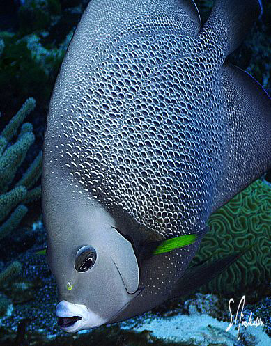This image was taken during a dive in Cozumel ... The Gre... by Steven Anderson 