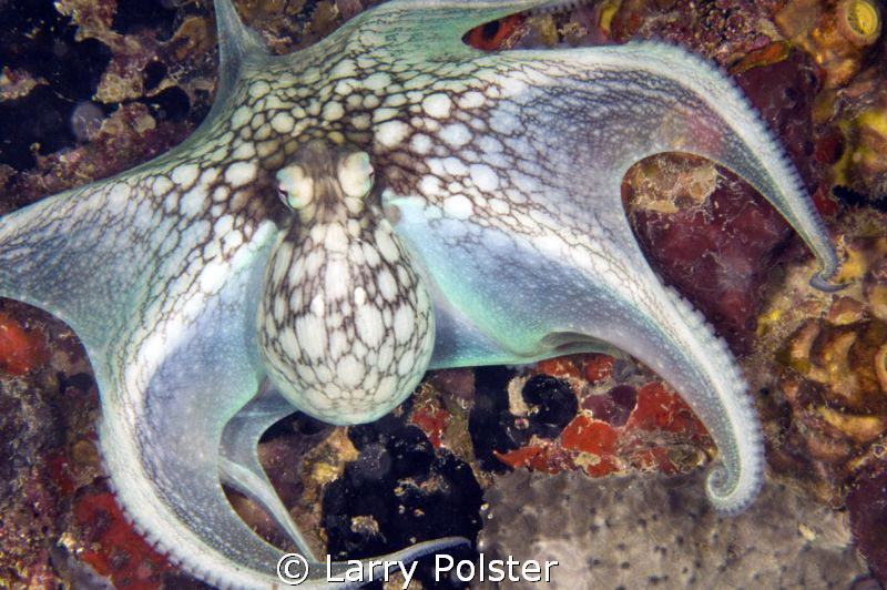 Hanging out on the F'sted pier, St. Croix  D300-60mm by Larry Polster 