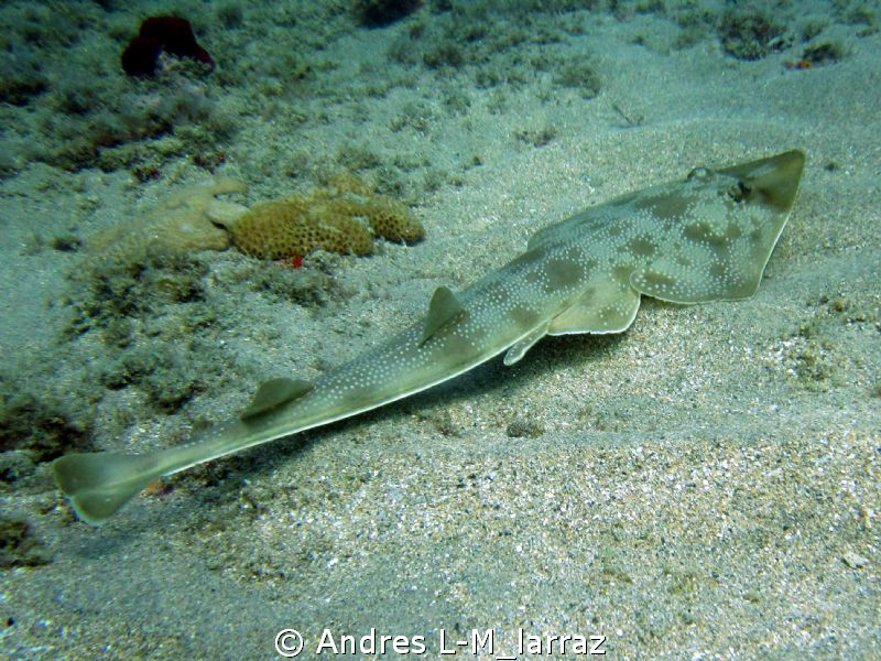 Guitar fish. by Andres L-M_larraz 