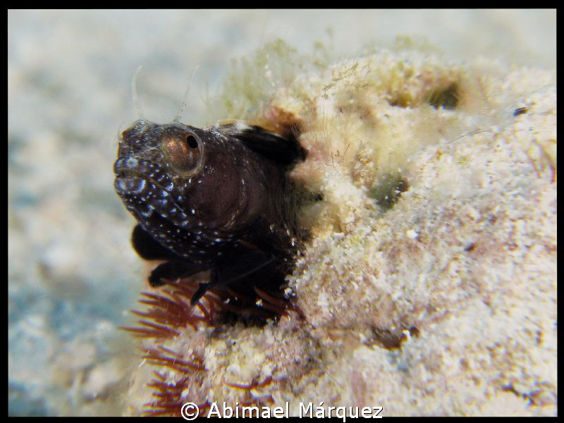 Nudi in Crash, +- 1cm by Abimael Márquez 