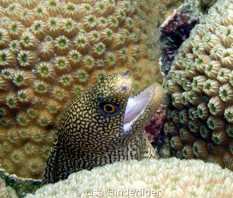 "Does this coral make me look fat?" by Lisa Hinderlider 