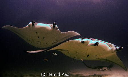 Mantas - Donkalo/Manta point, Maldives. Canon G9 / Ikelit... by Hamid Rad 