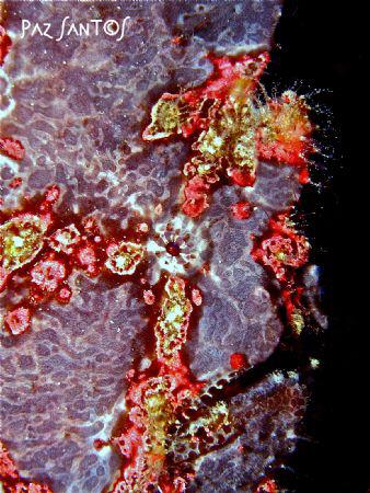 Another profile pic of a frogfish by Paz Maria De Vera-Santos 