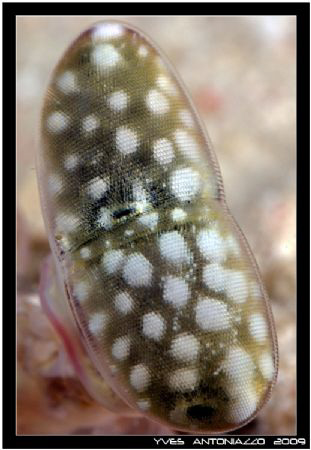 Mantis eye close-up + A bit of croping in photoshop     F... by Yves Antoniazzo 