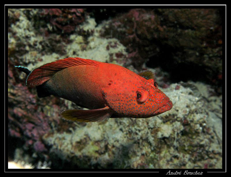 Mérou Mi-tacheté shooté à Marsa Nakari by André Bruchez 