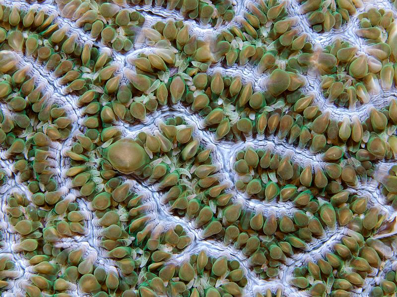 "Reef-Art"

Surface of a coral
 by Henry Jager 