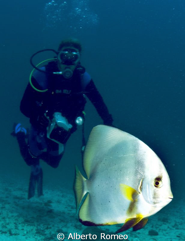 Meeting with the  the batfish. by Alberto Romeo 