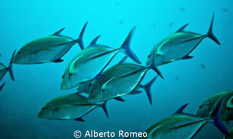 A scool of    Giant trevally Caranx  ignobilis by Alberto Romeo 
