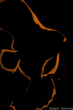SHADOW by Sangut Santoso 