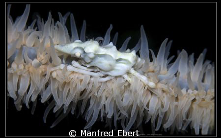this small Xeno Crab are sitting on a small Gorgoina. It ... by Manfred Ebert 