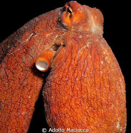 Octopus by Adolfo Maciocco 