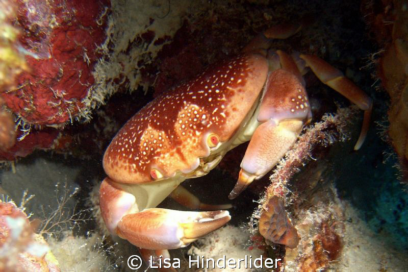 Bat Wing Crab looking pretty fine here in his "lair" by Lisa Hinderlider 