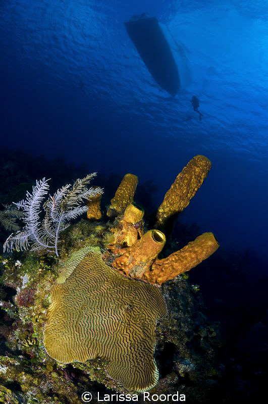 Yellow Barrel Sponges by Larissa Roorda 