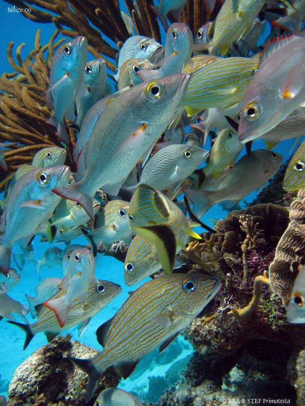Fishes. Canon Ixus 980, W20 Ikelite. by Bea & Stef Primatesta 