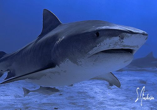 As the morning sun broke the horizon we were diving, and ... by Steven Anderson 