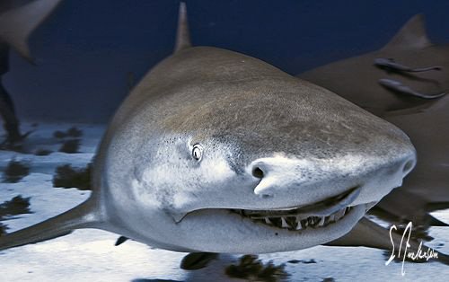 Diving with Jim Abernethy and the Shear Water enabled me ... by Steven Anderson 