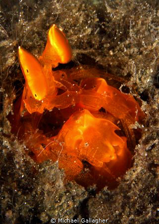 Spearing mantis shrimp in bright orange... by Michael Gallagher 