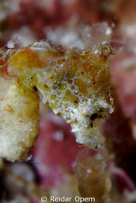 Hippocampus Pontohi with 100mm macro lens, extension tube... by Reidar Opem 