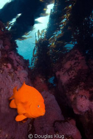 Cali Color Blast. A Garibaldi along a wall of strawberry ... by Douglas Klug 