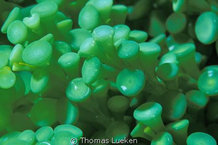 found in Idonesia, ID wanted if someone now what it is.. by Thomas Lueken 