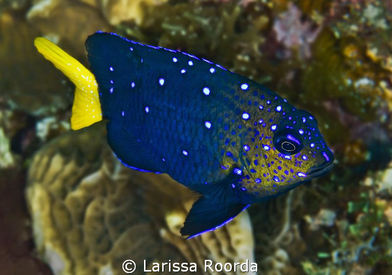Yellowtail Damselfish (Microspathodon chrysurus) by Larissa Roorda 