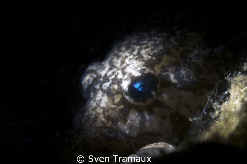 European bullhead, Cottus gobio by Sven Tramaux 