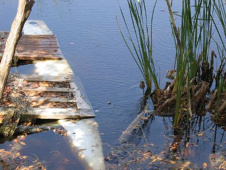Cayo Largo Cuba. Spot the baby alligator between the sunk... by Merv Carr 