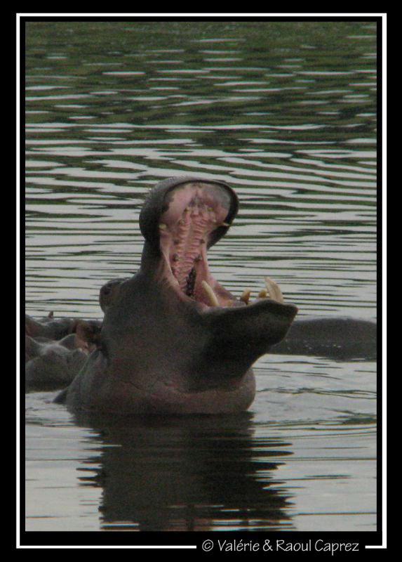 Angry or not angry ? That's the question ... :-) by Raoul Caprez 