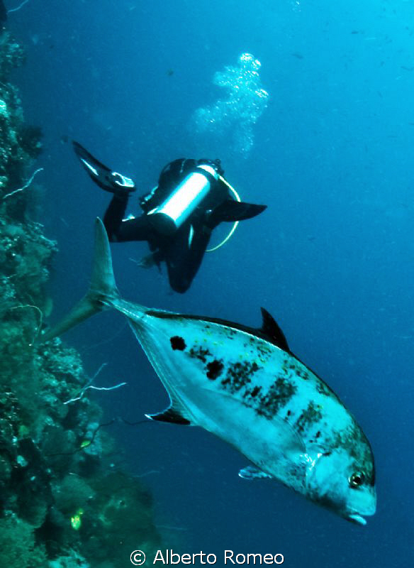 Hey !  The fish is behind  you  ! by Alberto Romeo 