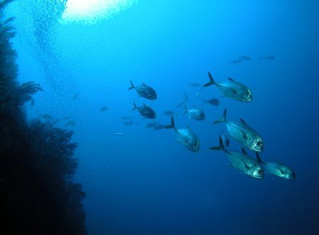 School of Jacks, Cat Cay Wall, Cat Cay, Bahamas. Nikon Co... by Kent Bonde 