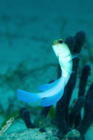 A Jawfish 'dancing' in mid-water above its home in the sand. by Paul Colley 