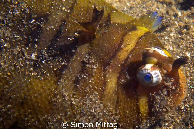 Unicorn Sole by Simon Mittag 