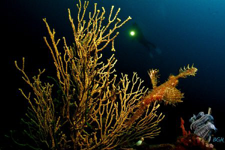 My first dive with my new wide angle lens... by Bernard Maglana 