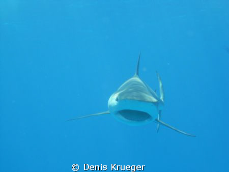 This image is in approx 15 feet of water while I was on m... by Denis Krueger 