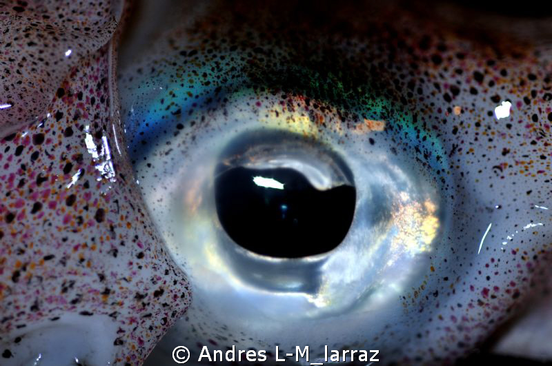 Calamari, EYE. by Andres L-M_larraz 