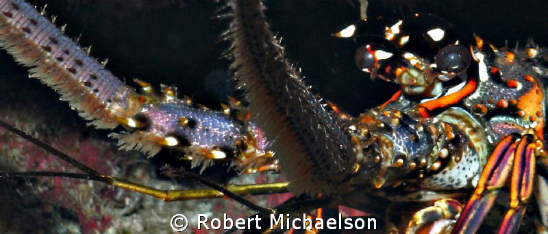 Lobster becomes a space alien by Robert Michaelson 