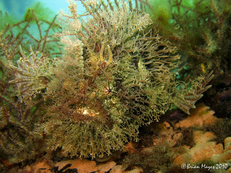 It takes keen eyes to spot a Tassled Anglerfish (aka Tang... by Brian Mayes 