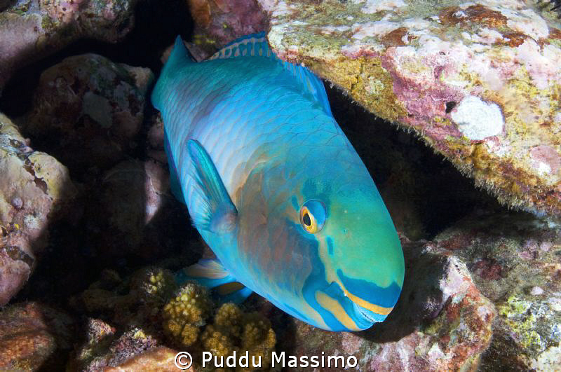 parroth fish night dive nikon d2x 17-35mm by Puddu Massimo 