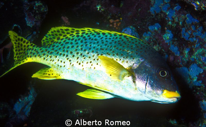 Portrait of a  blackspotted sweetlips,  Gatherhinus sp. by Alberto Romeo 