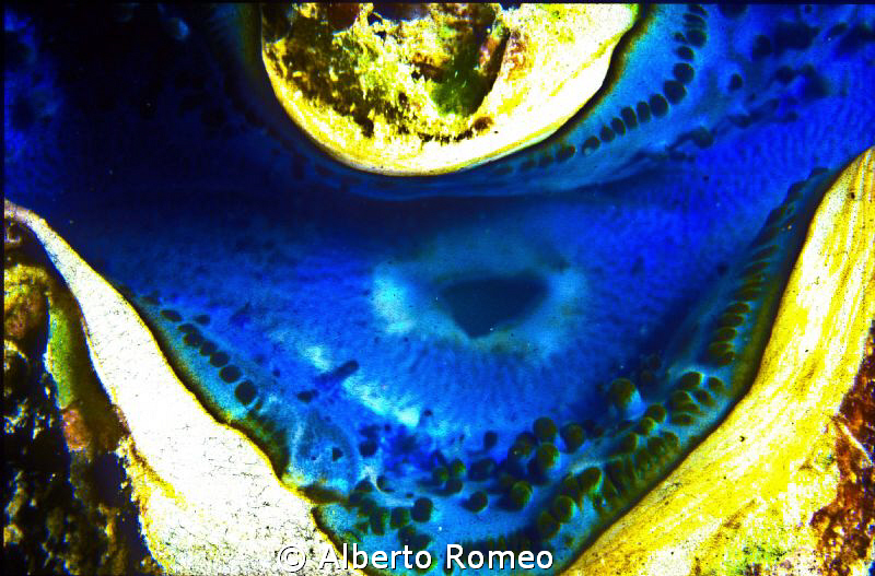 The "osculum" of a Tridacna gigas. by Alberto Romeo 
