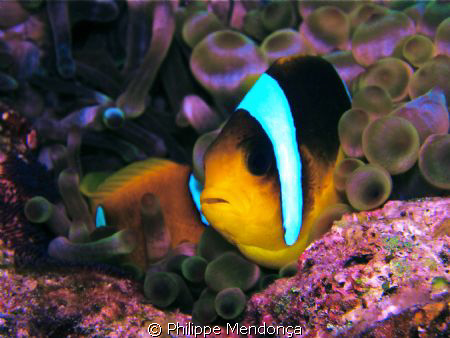 Clown fish in is anémona by Philippe Mendonça 
