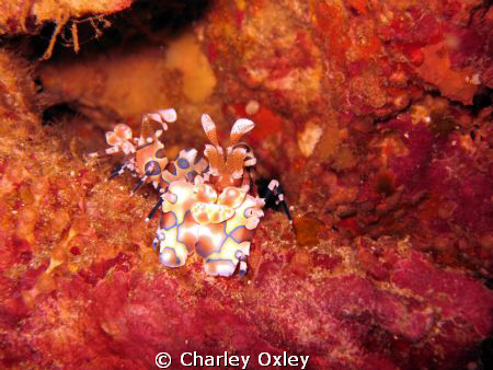 Harlequin shrimps at Richeliou Rock by Charley Oxley 