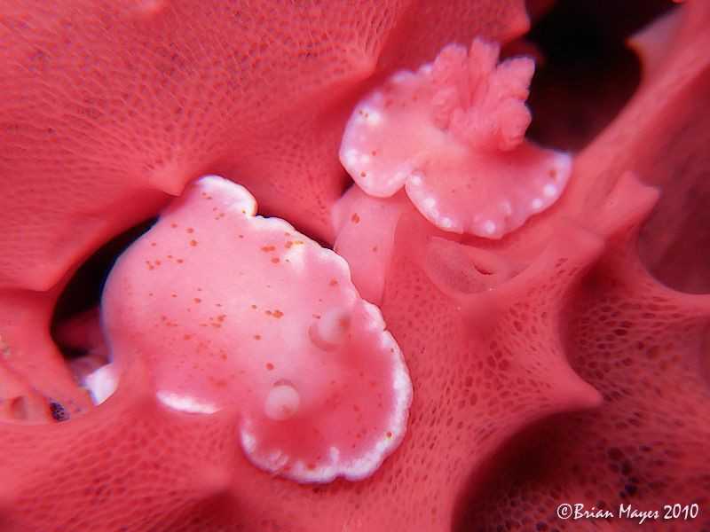 Being pretty in pink, doesn't always mean you stand out. ... by Brian Mayes 