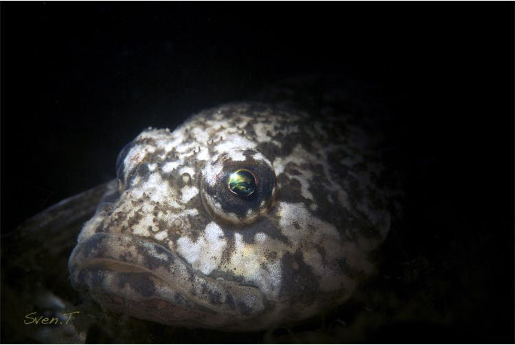 Bullhead (Cotus gobio) selective light. by Sven Tramaux 