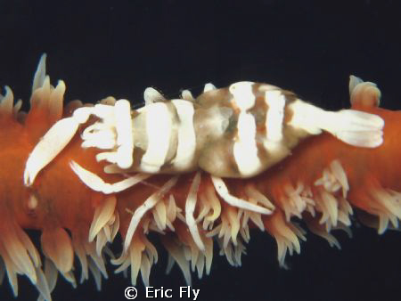 whip coral shrimp- tulamben by Eric Fly 
