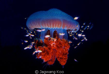 jelly fish by Jagwang Koo 