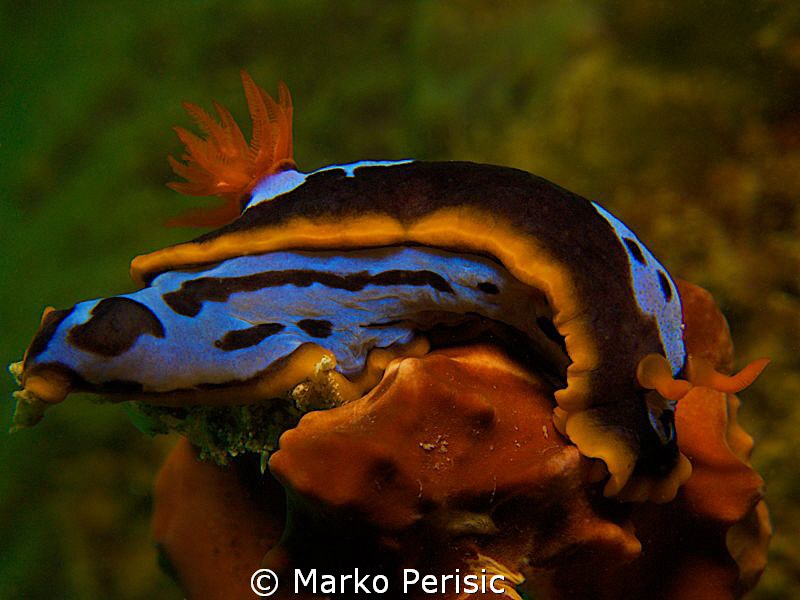 Chromodoris westraliensis Mettams Pool Western Australia by Marko Perisic 