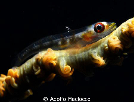 Goby on whip coral

 by Adolfo Maciocco 